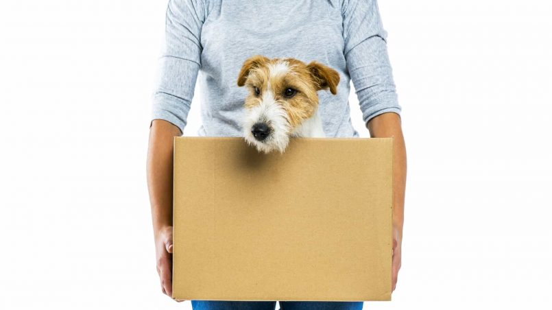 How to Prepare Your Pet for Moving House