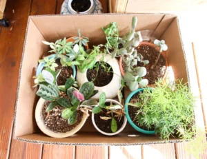 Help Your Plants Survive a Relocation With These Tips