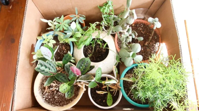 Help Your Plants Survive a Relocation With These Tips